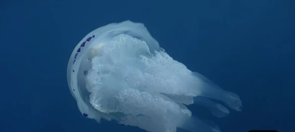 Meduza