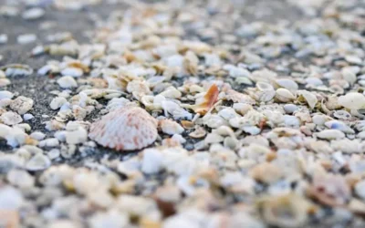 Ce faci dacă te tai într-o scoică la plajă? Ghid de prim ajutor